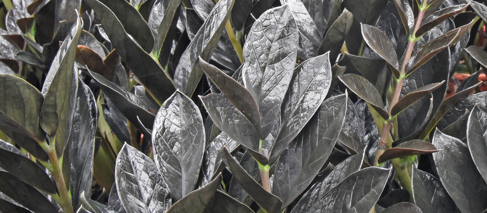 Black Beauty slider 3 1600-x700