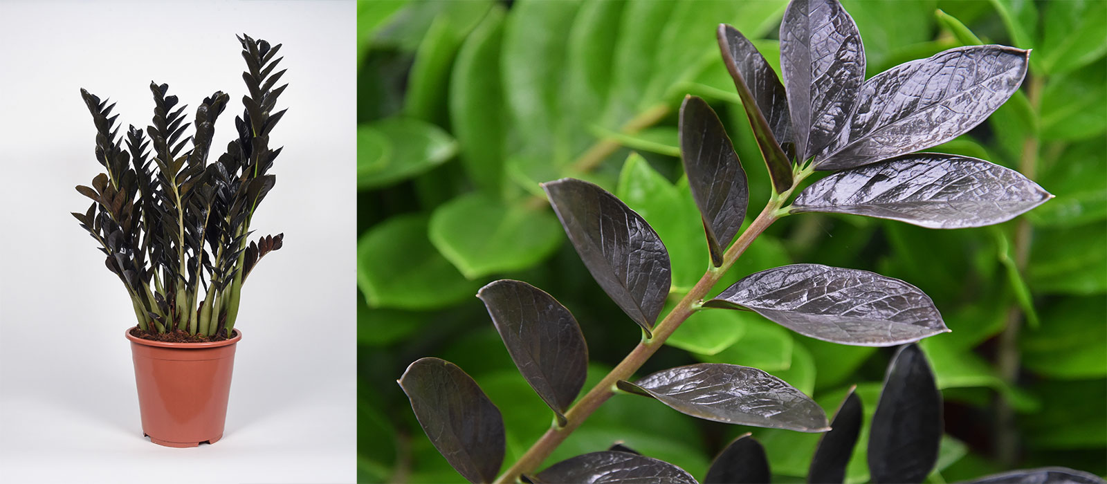 Black-beauty-2-foto's--slider-1600-x700