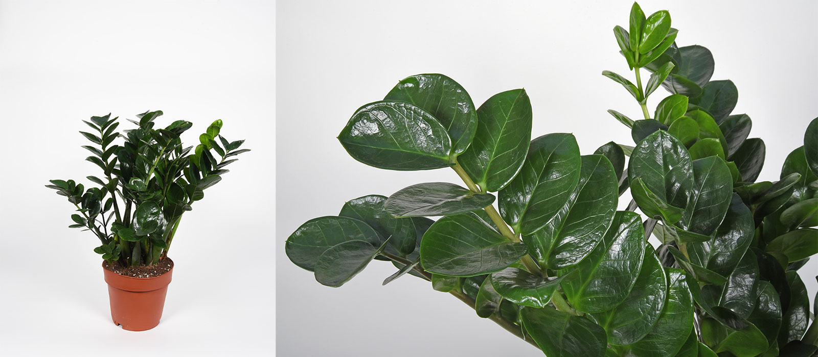 Midori-2-foto's-slider-1600-x700