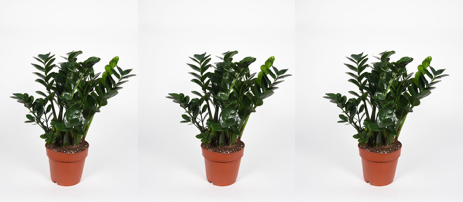 Midori slider-1-1600-x700