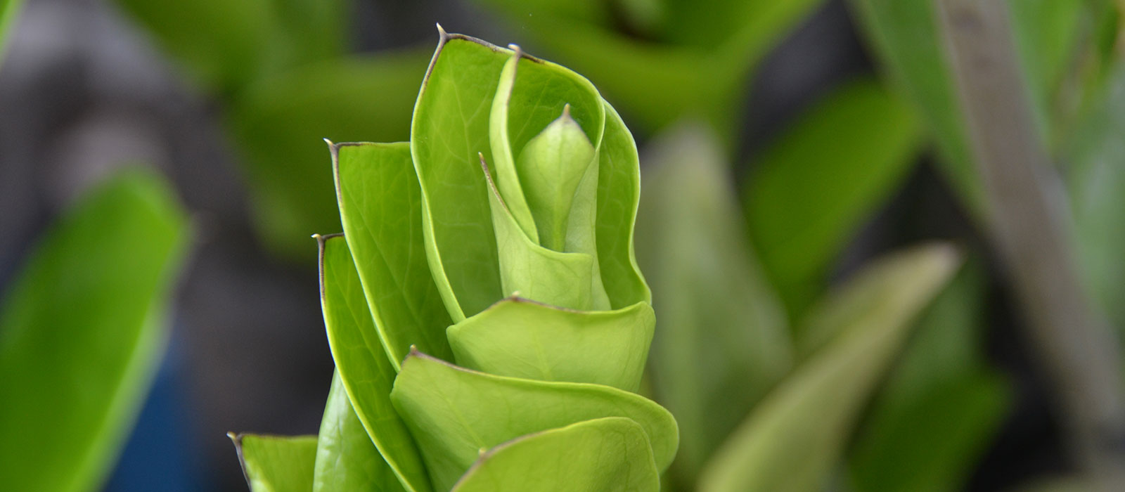 Supernova-slider-3-600-x700