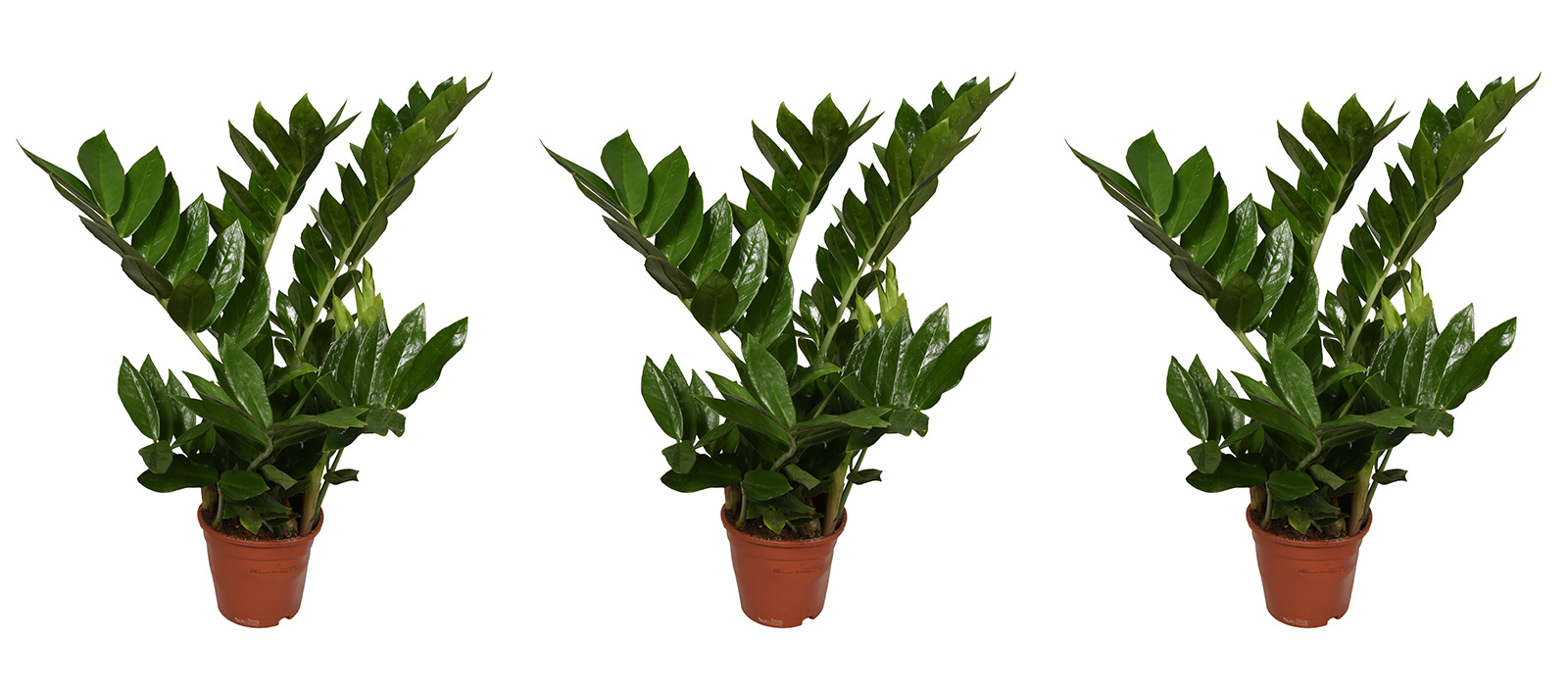 DIA Pixie slider 1 1600 x700